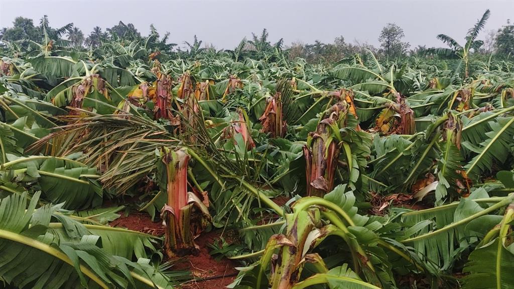 ಮಳೆ ಬಿರುಗಾಳಿಗೆ ಬಾಳೆತೋಟಗಳಿಗೆ ಅಪಾರ ಹಾನಿ
