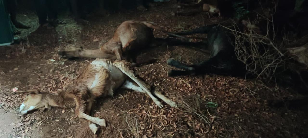 ಸಿಡಿಲು ಬಡಿದು 9 ಕುರಿಗಳು ಸಾವು