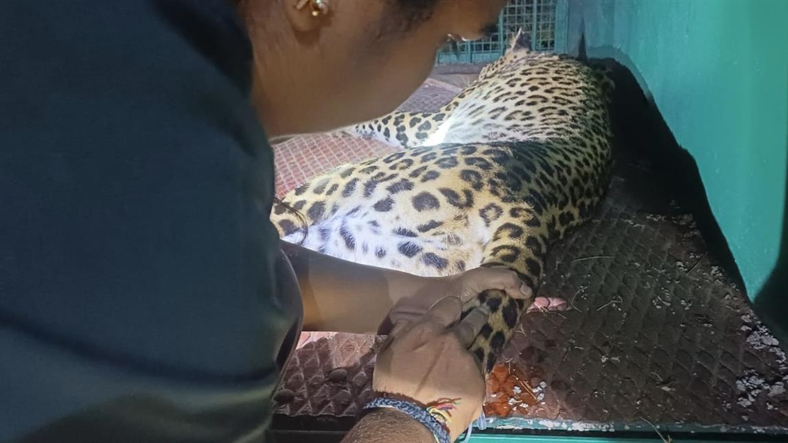 ಕೊಪ್ಪಳ : ಜನರ ನಿದ್ದೆಗೆಡಿಸಿದ್ದ ಚಿರತೆ ಕೊನೆಗೂ ಸೆರೆ