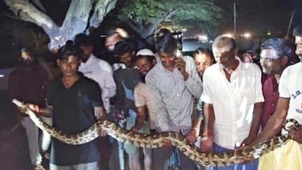 ಕೊಪ್ಪಳ : ಬೃಹತ್ ಗಾತ್ರದ ಹೆಬ್ಬಾವು ರಕ್ಷಣೆ