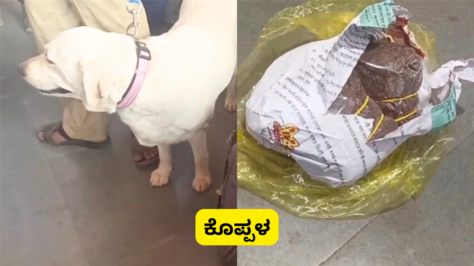 ಬಸ್ ಸ್ಟಾಂಡ್ ಗಾಂಜಾ ಪತ್ತೆ ಹಚ್ಚಿದ ಡಾಗ್ ಸ್ಕ್ವಾಡ್