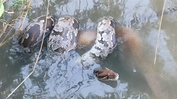 ಕೊಪ್ಪಳ :  ಹೆಬ್ಬಾವಿನ ಹಿಡಿತಕ್ಕೆ ಸಿಕ್ಕು ಪ್ರಾಣ ಬಿಟ್ಟ ಕೋತಿ