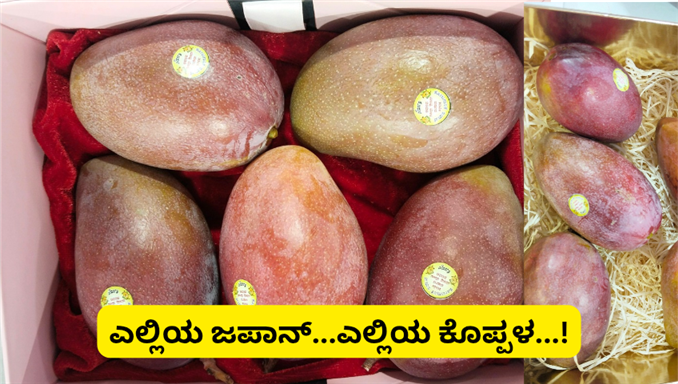 ಆಗ ಪ್ರದರ್ಶನಕ್ಕೆ ಇರುತ್ತಿದ್ದ ಮಿಯಾ ಜಾಕಿ ಈಗ ಮಾರಾಟಕ್ಕೆ !