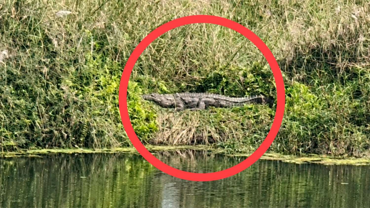 ದೇವಘಾಟ್ ತುಂಗಭದ್ರಾ ನದಿ ಪಾತ್ರದಲ್ಲಿ ಬೃಹತ್ ಮೊಸಳೆ ಪ್ರತ್ಯೇಕ್ಷ: ಎಚ್ಚರಿಕೆಯ ಫಲಕವನ್ನು ಹಾಕದ ಅರಣ್ಯಾಧಿಕಾರಿಗಳ ವಿರುದ್ದ ಆಕ್ರೋಶ