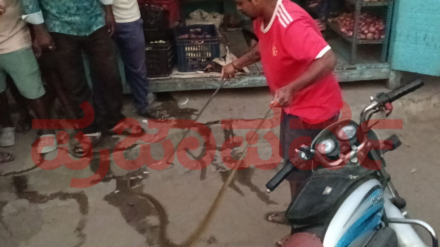 ತರಕಾರಿ ಅಂಗಡಿಯಲ್ಲಿ ಬಚ್ಚಿಟ್ಟುಕೊಂಡಿದ್ದ ಕೆರೆಹಾವು ಸೆರೆ