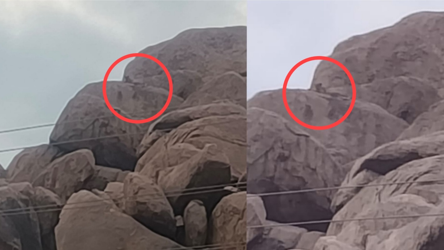 ಆನೆಗೊಂದಿ ಸಮೀಪ ಮತ್ತೊಂದು ಚಿರತೆ ಪ್ರತ್ಯಕ್ಷ