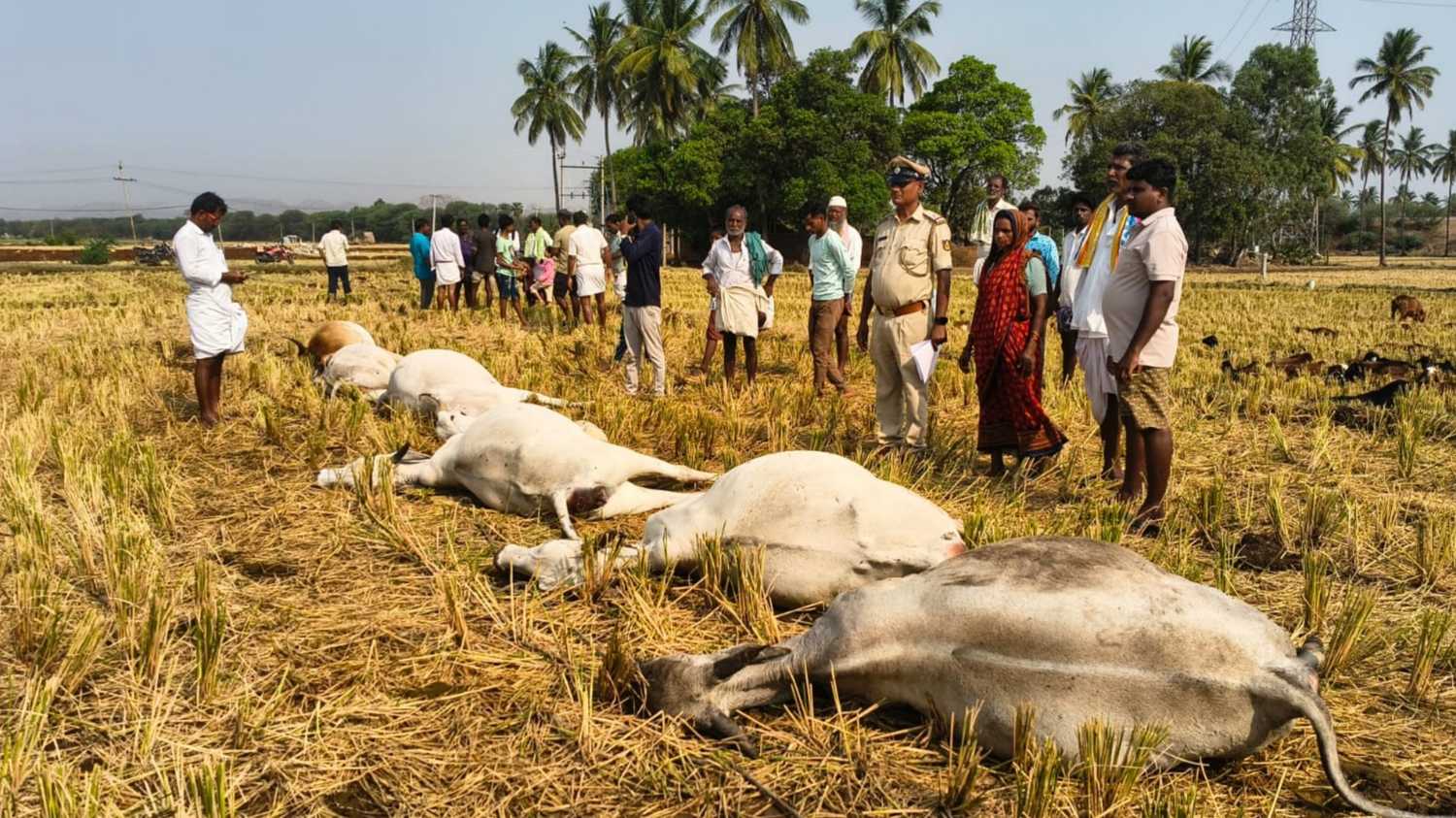 ಸಿಡಿಲು ಬಡಿದು ಕುರಿಹಟ್ಟಿಯಲ್ಲಿನ ಆರು ಆಕಳು ಸಾವು