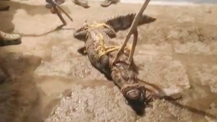 ಮನೆಯ ಮುಂದೆ ಕಾಣಿಸಿಕೊಂಡ ಮೊಸಳೆ: ಬೆಚ್ಚಿಬಿದ್ದ ಜನ : ಮಧ್ಯರಾತ್ರಿ ಕಾರ್ಯಚರಣೆ ಮಾಡಿ ಮೊಸಳೆಯನ್ನು ಹಿಡಿದ ಅರಣ್ಯ ಸಿಬ್ಬಂದಿ