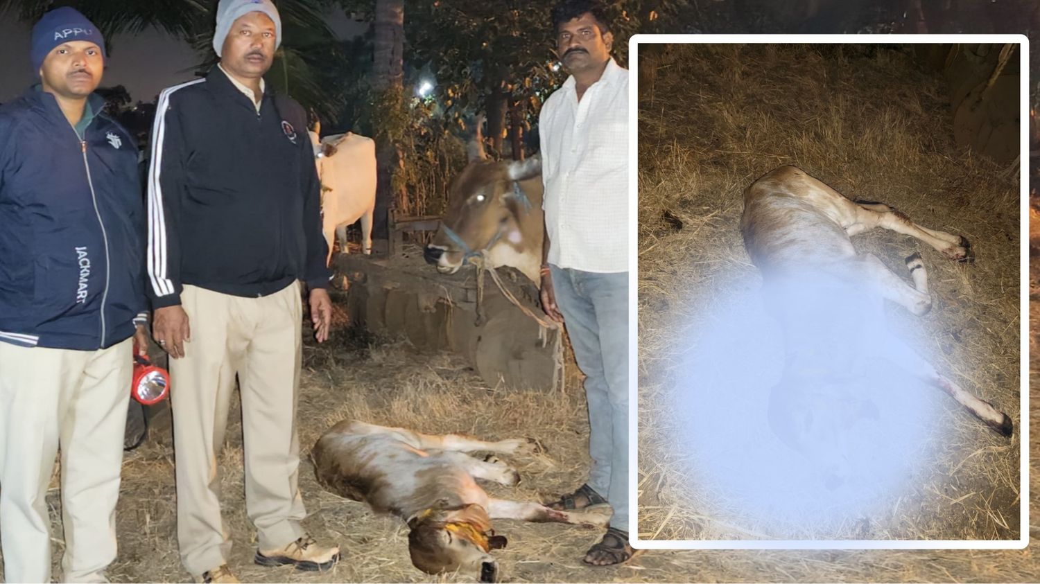 ಕರುವಿನ ಮೇಲೆ ಚಿರತೆ ದಾಳಿ: ಪ್ರಾಣಾಪಾಯದಿಂದ ಪಾರು