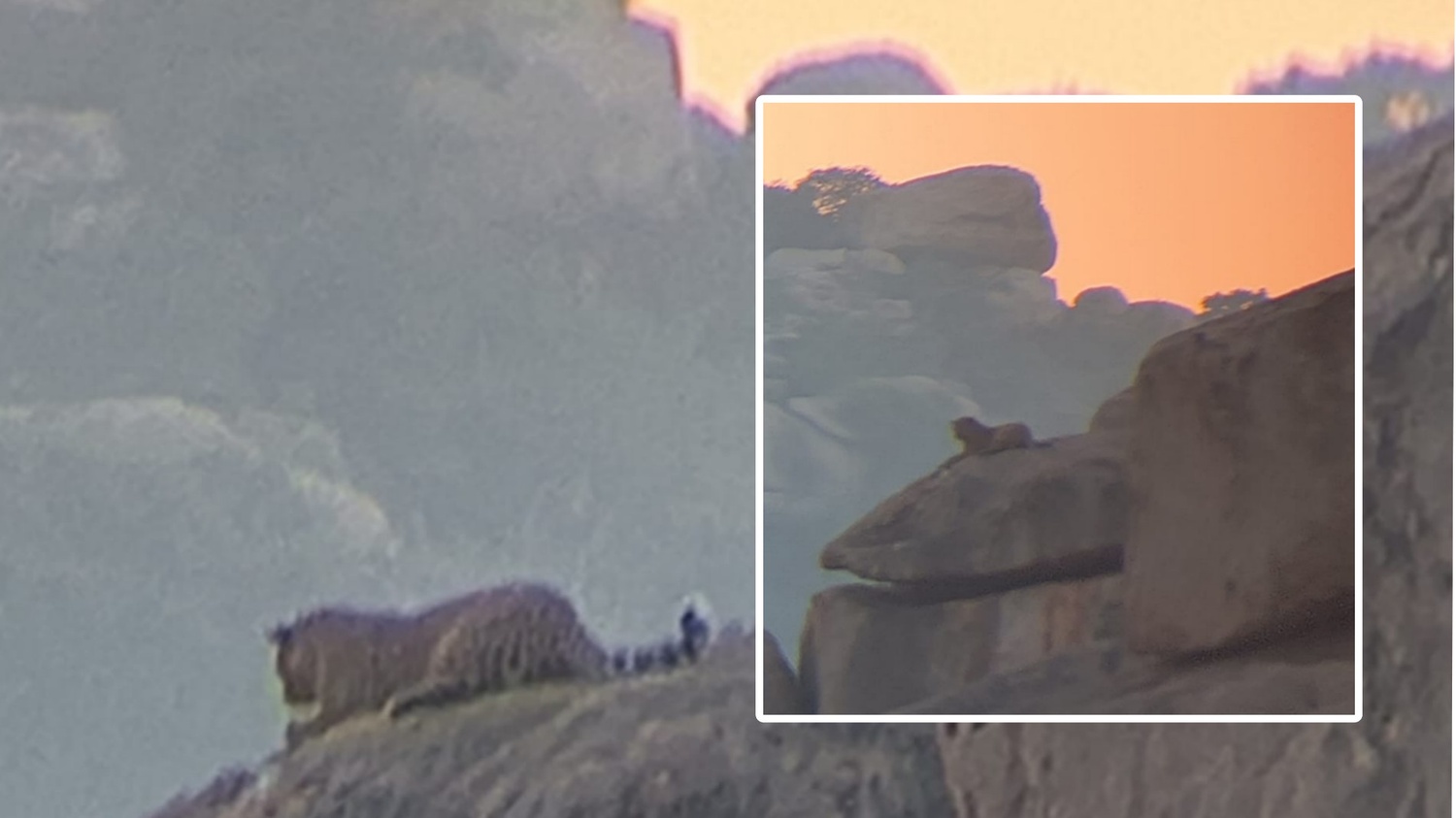 ಅಂಜನಾದ್ರಿ ಬೆಟ್ಟದ ಸಮೀಪ ಚಿರತೆ ಪ್ರತ್ಯಕ್ಷ : ಹನುಮಮಾಲೆ ಭಕ್ತರಲ್ಲಿ ಆತಂಕ