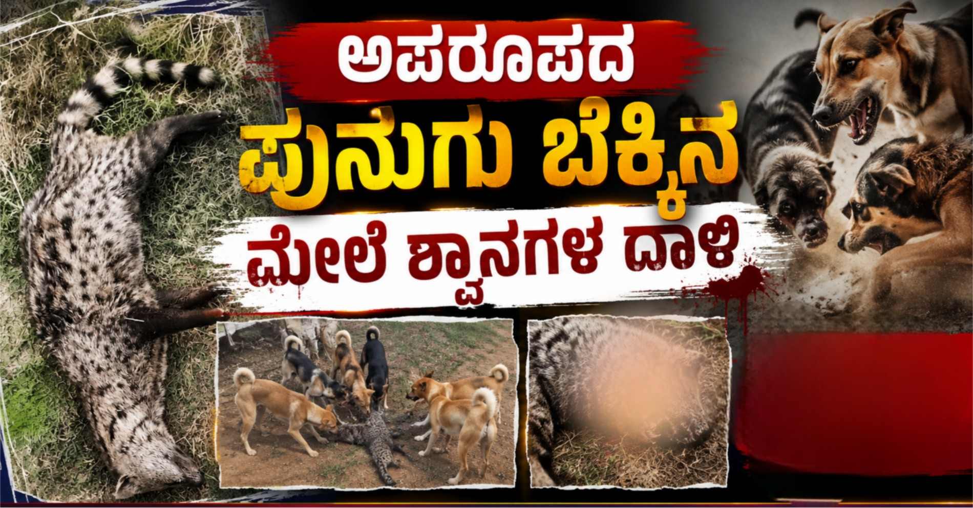 ಅಪರೂಪದ ಪುನುಗು ಬೆಕ್ಕಿನ ಮೇಲೆ ಶ್ವಾನಗಳ ದಾಳಿ