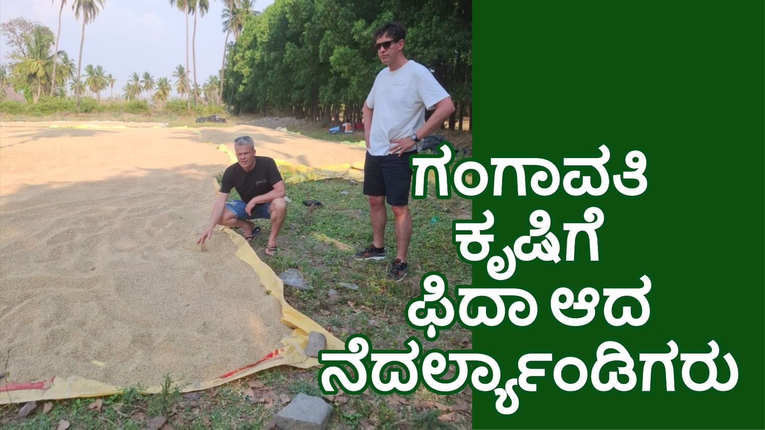 ಗಂಗಾವತಿ ಕೃಷಿಗೆ ಫಿದಾ ಆದ ನೆದರ್ಲ್ಯಾಂಡಿಗರು