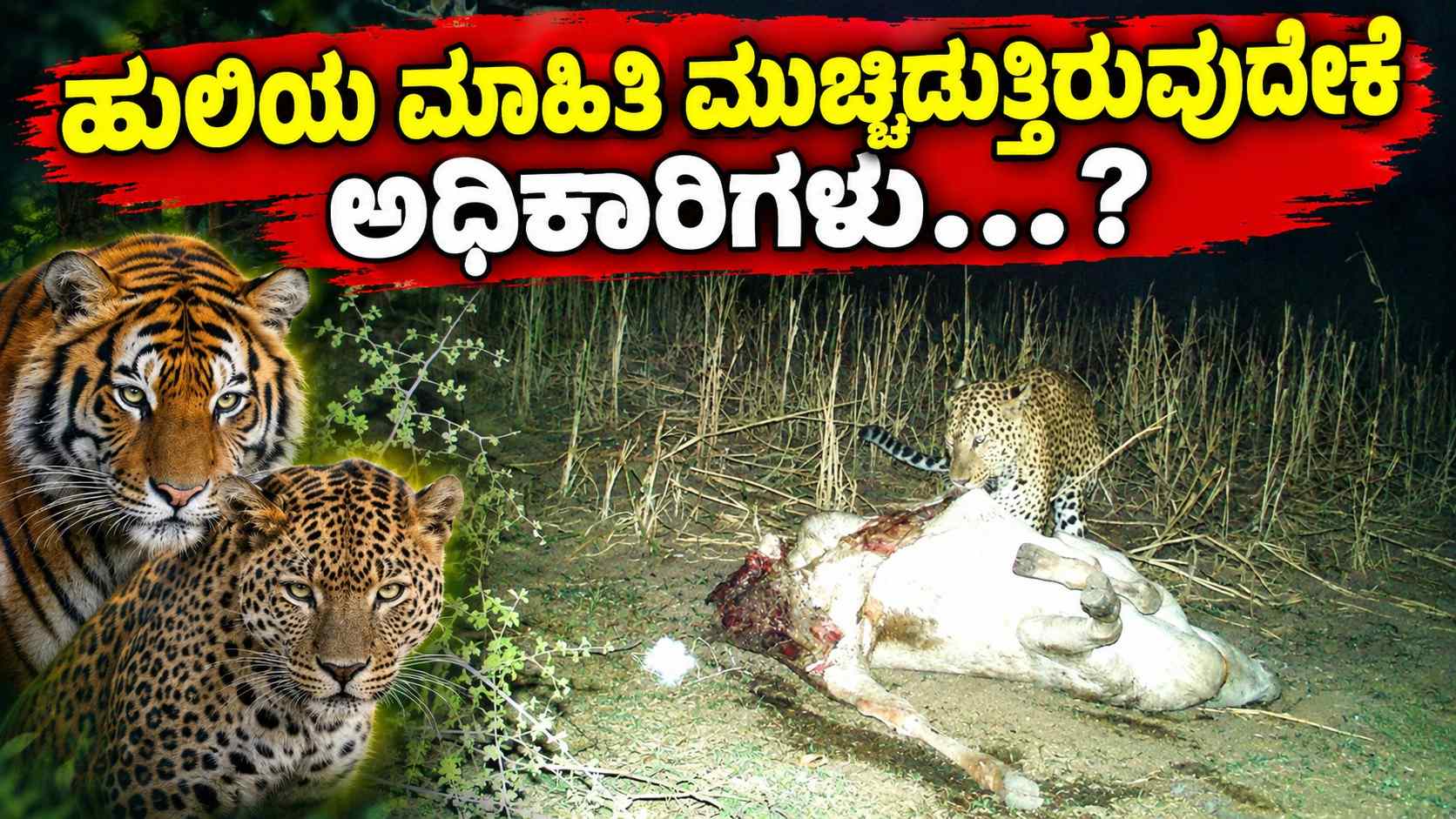 ಹುಲಿಯ ಮಾಹಿತಿ ಮುಚ್ಚಿಡುತ್ತಿರುವುದೇಕೆ ಅಧಿಕಾರಿಗಳು...?