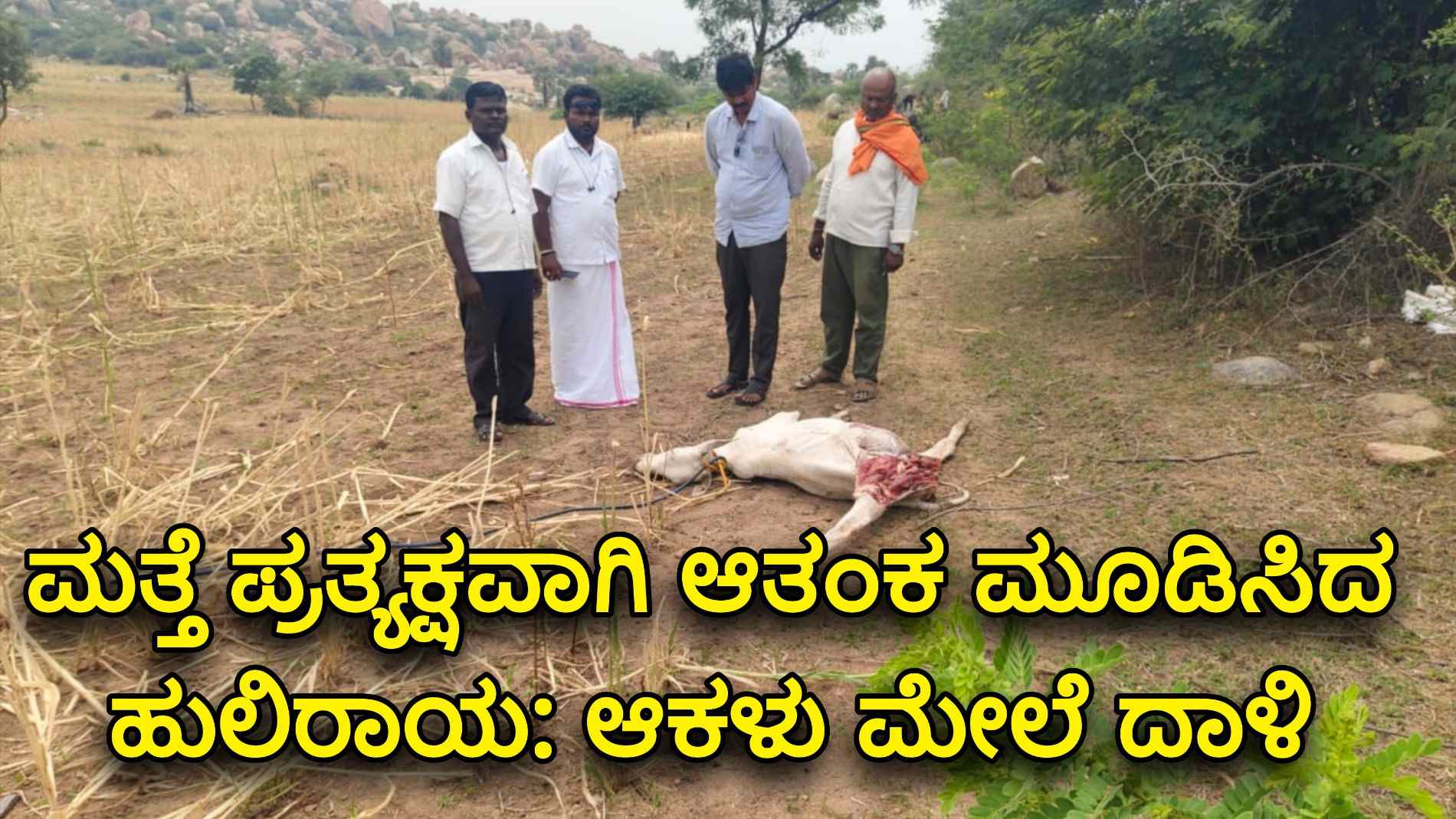 ಮತ್ತೆ ಪ್ರತ್ಯಕ್ಷವಾಗಿ ಆತಂಕ ಮೂಡಿಸಿದ ಹುಲಿರಾಯ: ಆಕಳು ಮೇಲೆ ದಾಳಿ