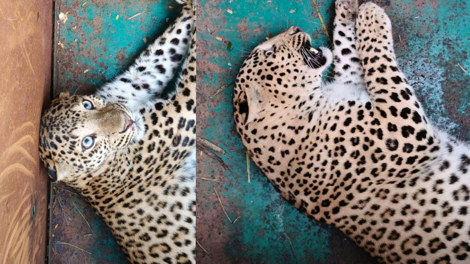 ಅಂಜನಾದ್ರಿಯಲ್ಲಿ ಮತ್ತೊಂದು ಚಿರತೆ ಸೆರೆ: ಸುರಕ್ಷಿತ ಸ್ಥಳಕ್ಕೆ ರವಾನೆ